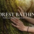 Forest Bathing at The Habitat Penang Hill 2026