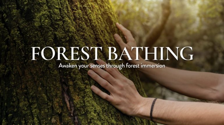 Forest Bathing at The Habitat Penang Hill 2026